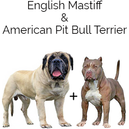 American Bandogge Mastiff Dog